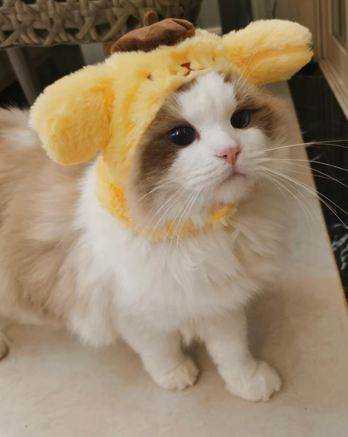 Sanrio Cat Hats